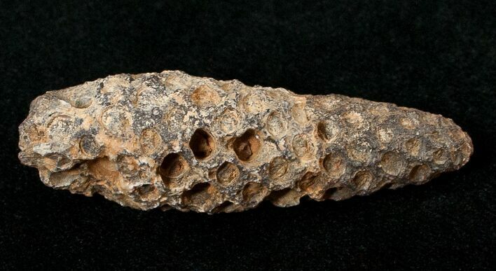 Agatized Fossil Pine (Seed) Cone From Morocco #17454